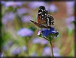 DSC_1767.jpg