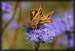 DSC_1777.jpg