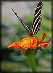 DSC_1805.jpg