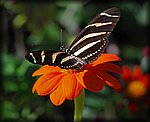 DSC_1819.jpg