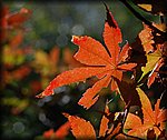 DSC_1825.jpg