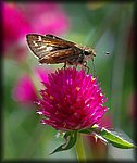 DSC_1856.jpg