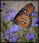 DSC_1885.jpg