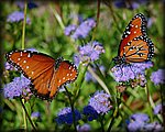 DSC_1926.jpg