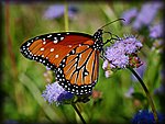 DSC_1934.jpg
