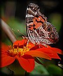 DSC_1967.jpg