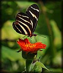 DSC_1996.jpg