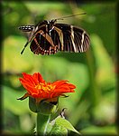 DSC_1997.jpg