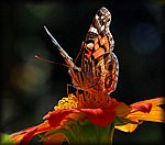 DSC_2004.jpg