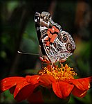 DSC_2025.jpg