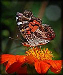 DSC_2027.jpg