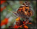 DSC_2071.jpg