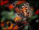 DSC_2084.jpg