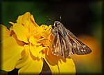 DSC_2166.jpg