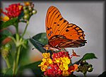 DSC_2214.jpg