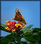 DSC_2217.jpg