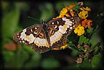 DSC_2229.jpg