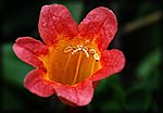 DSC_2267.jpg