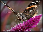 DSC_2423_cp.jpg