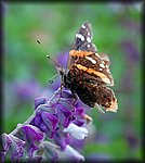 DSC_2489.jpg