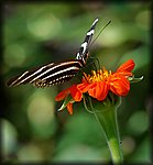 DSC_2691.jpg