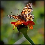DSC_2702.jpg