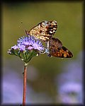 DSC_2892.jpg