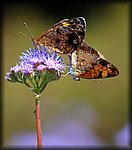 DSC_2894.jpg