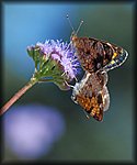 DSC_2897.jpg