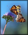 DSC_2899.jpg