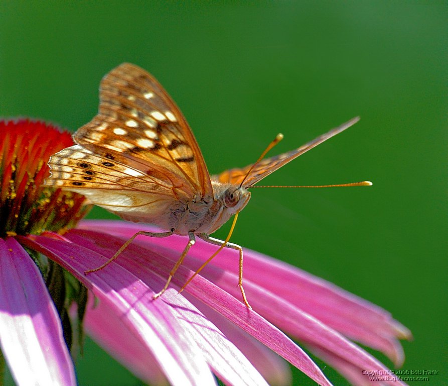 5-15butterfly2_rev2.jpg