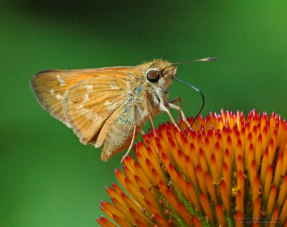 6-18 butterfly on orange.jpg