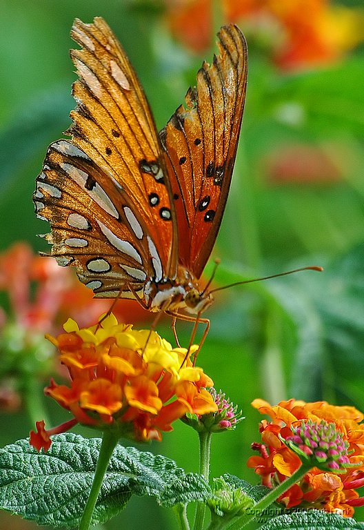 DSC_0770.jpg