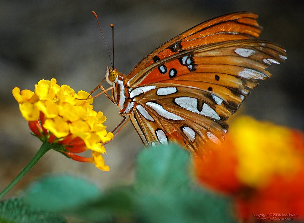 DSC_0779_orange_Butterfly final.jpg