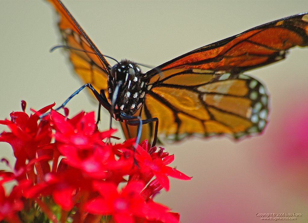 DSC_1440.jpg