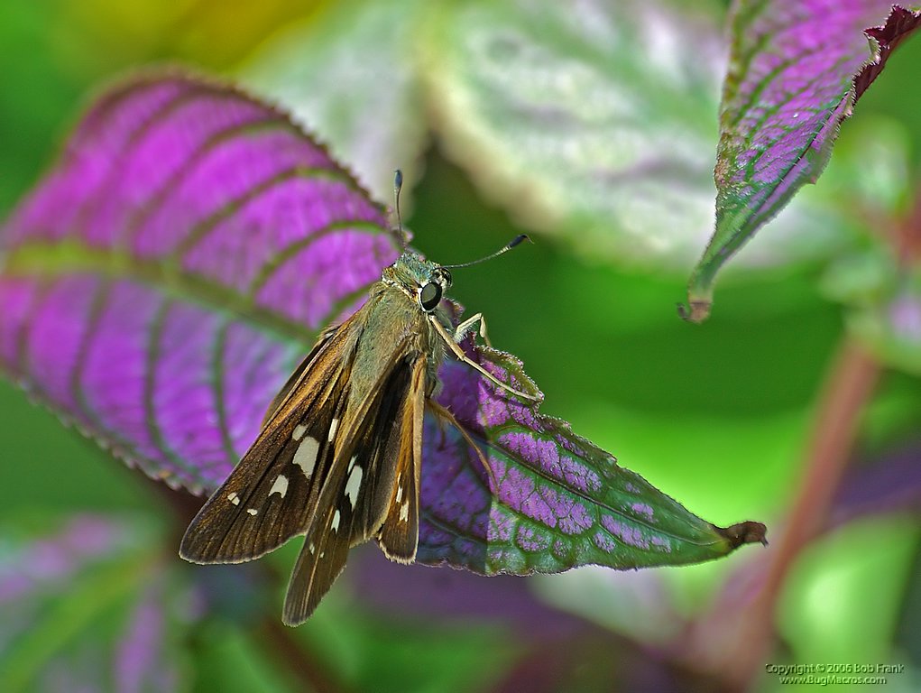 DSC_1454.jpg