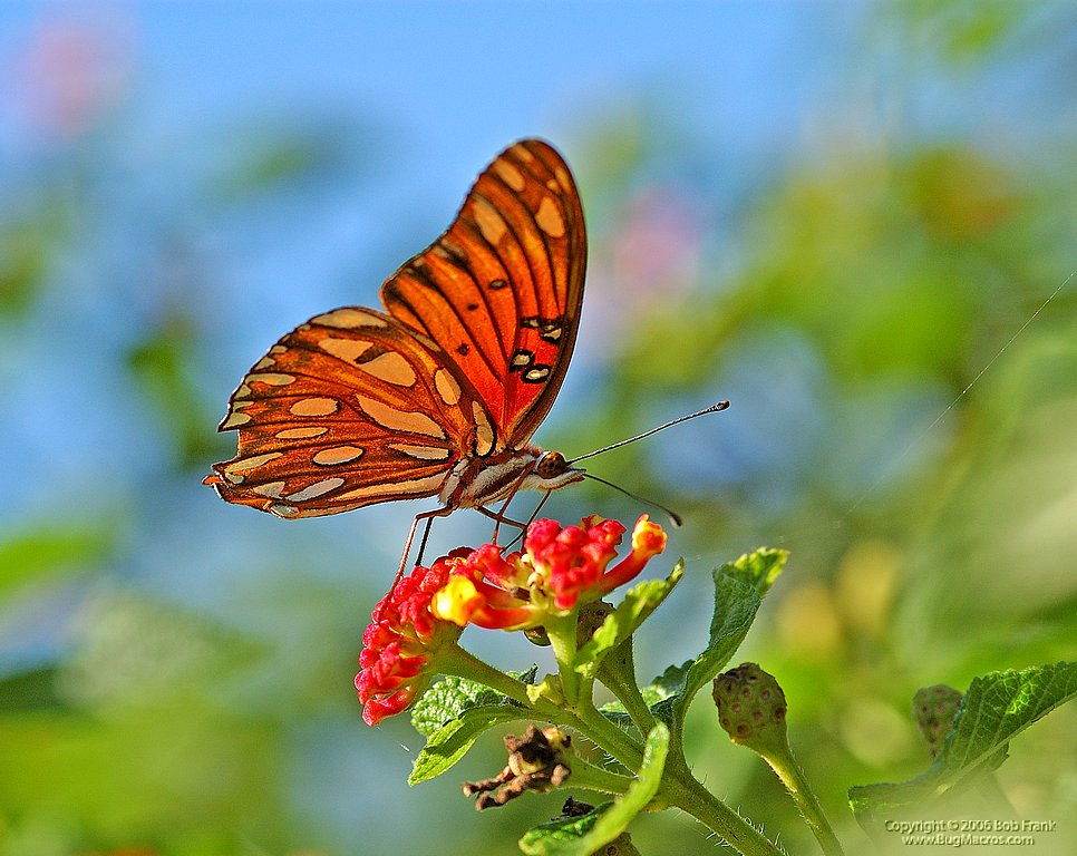 DSC_1976.jpg