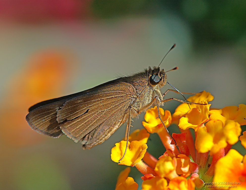 DSC_2041.jpg