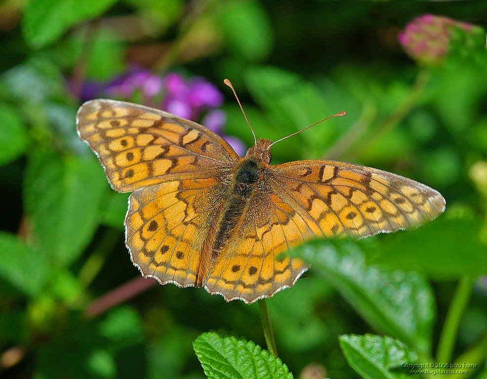 DSC_2050.jpg