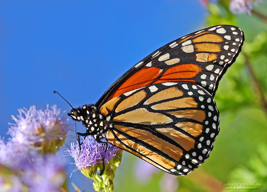 DSC_2134_rev.jpg