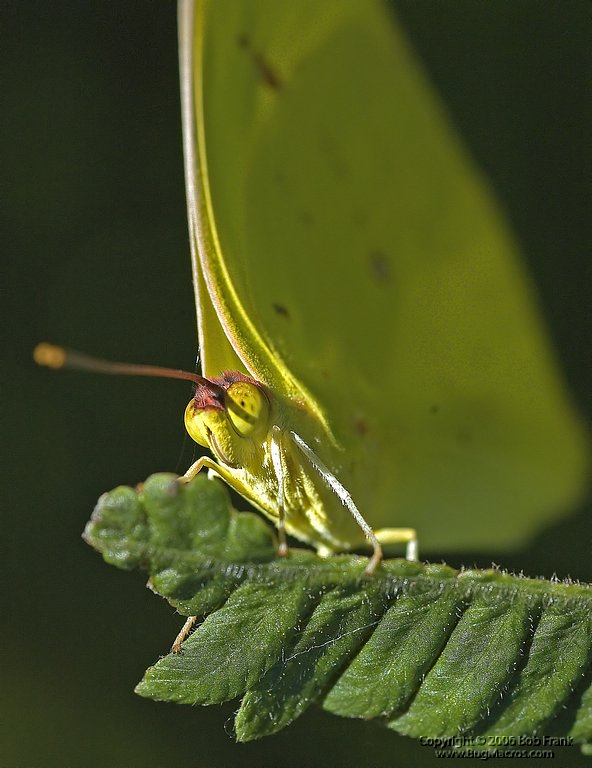 Yellow_Butterfly_Closeup1.jpg