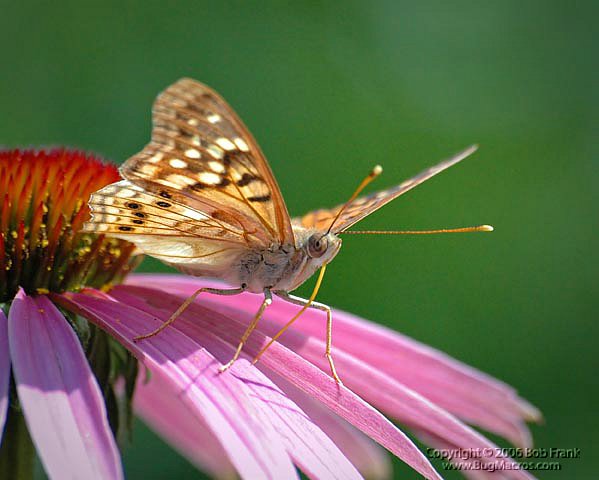 butterfly_Low_rev2_lr.jpg