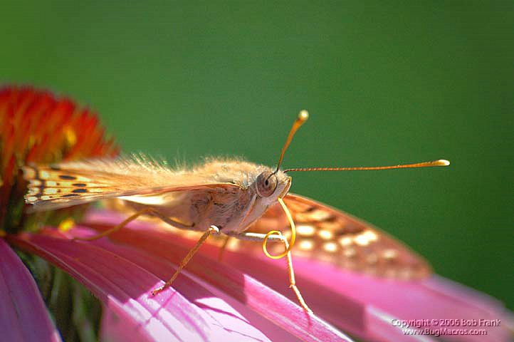 butterfly_curly tong2_lr.jpg