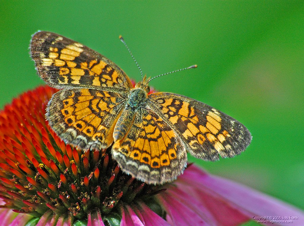 orange_butterfly.jpg