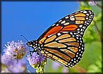 DSC_2134_rev.jpg