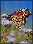 DSC_2163.jpg