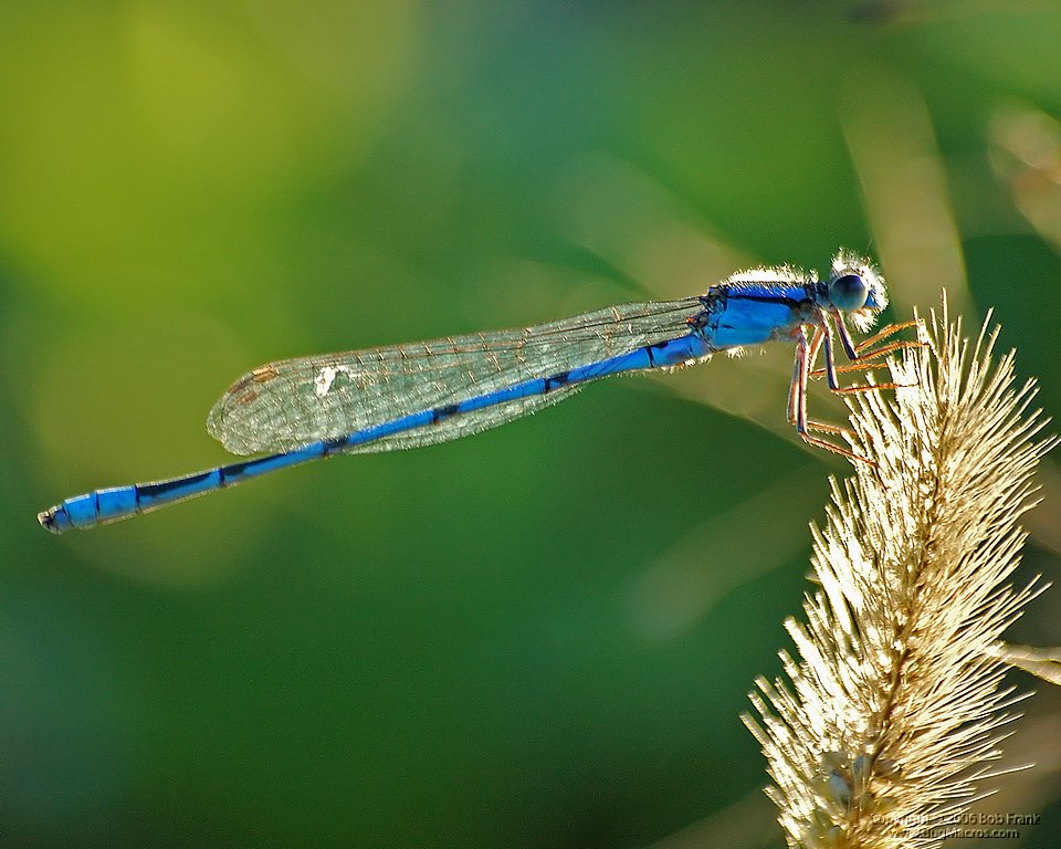 DSC_1525.jpg