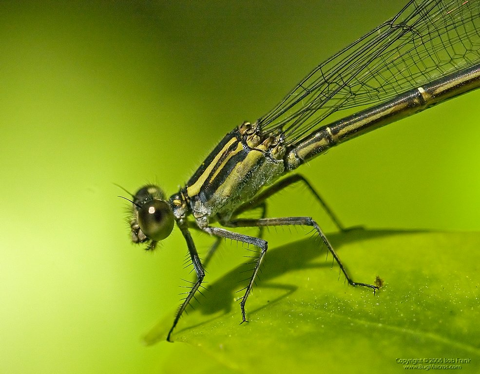 Damsel_Closeup1.jpg