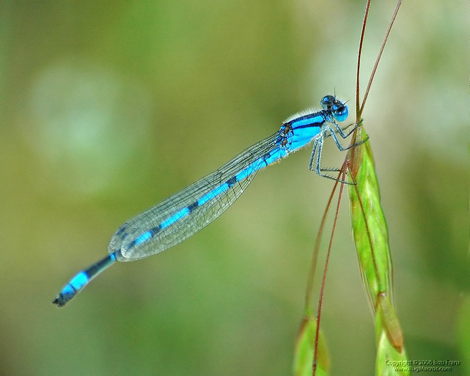 blue_fly3_filtered.jpg