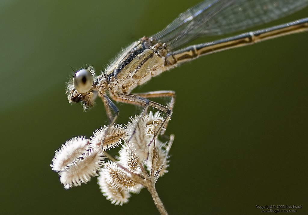 damsel2.jpg